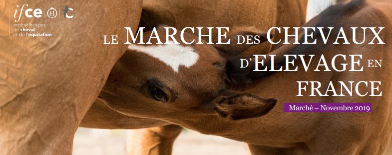 Le marché du cheval en France : qui sont les équidés achetés pour l’élevage ? - IFCE