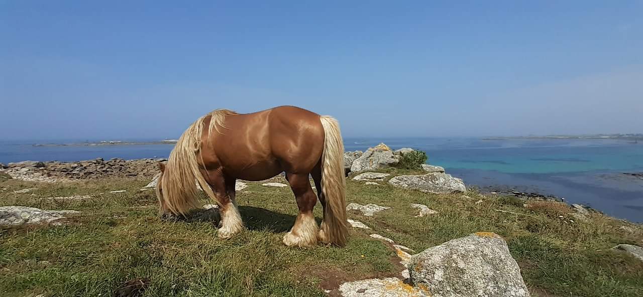 Etude sur l'éco-pastoralisme en Bretagne : quand les chevaux remplacent les machines...