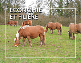 WEBconférence : Economie et filière : Le marché de la viande chevaline en France