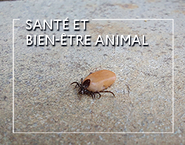 WEBconférence : Santé et bien-être animal : Tiques et piroplasmose : diversité et inégalités en France