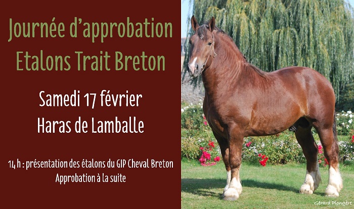 Approbation des étalons Trait Breton le 17 février au Haras de Lamballe