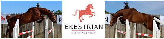 Journée de sélection Ekestrian Elite Auction